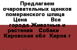 Предлагаем очаровательных щенков померанского шпица › Цена ­ 15 000 - Все города Животные и растения » Собаки   . Кировская обл.,Киров г.